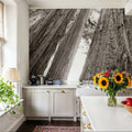 Ancient Redwood Forest Mural Wallpaper - room preview 06