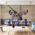 Waterbuck Portrait Mural Wallpaper - room preview 06