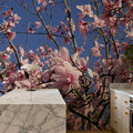 Blush Magnolia Sky Mural Wallpaper - room preview 06
