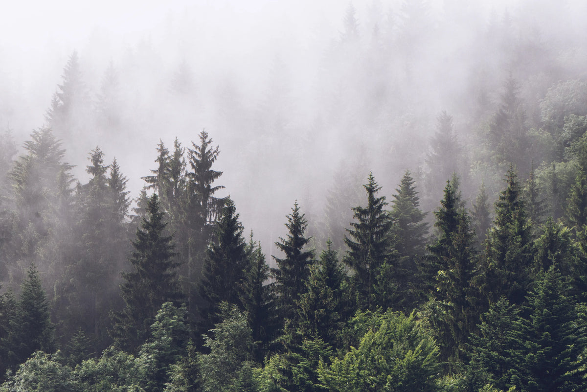 Misty Fir Forest Mural Wallpaper - room preview 07