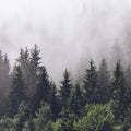 Misty Fir Forest Mural Wallpaper - room preview 07